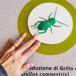 Stampa 3D - Grillo campestre (Biosphaera accessibilità) (8)